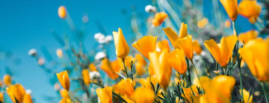 May Newsletter 2026