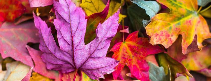 October Newsletter 2024